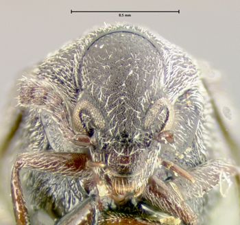 Media type: image;   Entomology 33940 Aspect: head frontal view